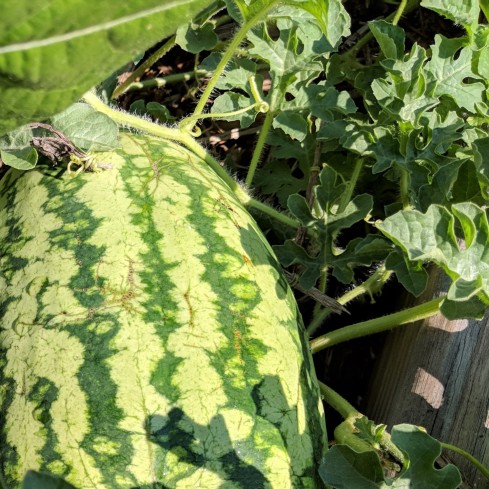 large watermelon growing in a garden bed