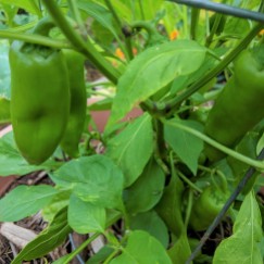 three green peppers growing in a garden bed