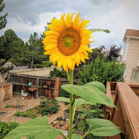 giant yellow sunflower in a vegetable garden