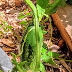 one cucumber on a garden bed