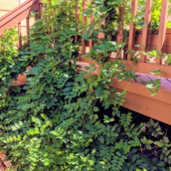 wisteria vine growing on deck