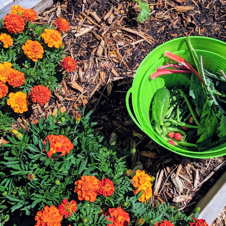 marigolds in a garden bed next to a green basket of strawberries, kale, and green beans