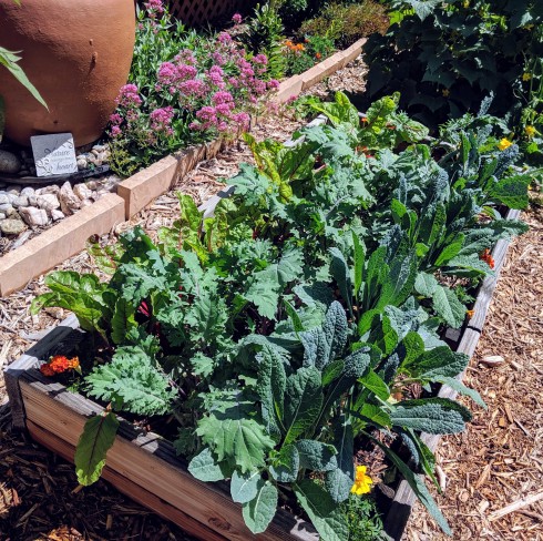 kale and chard growing in a garden bed