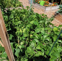 green beans and peas growing in a large planter box