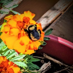one bumblebee on a marigold