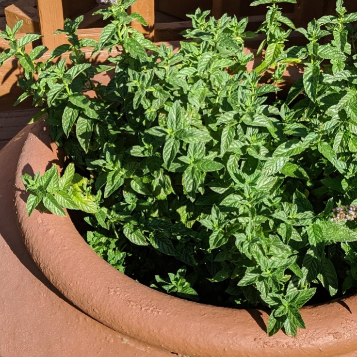 mint growing in a large pot in the garden
