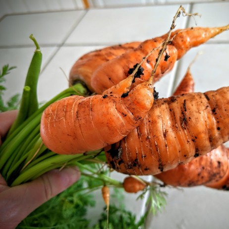 homegrown carrots